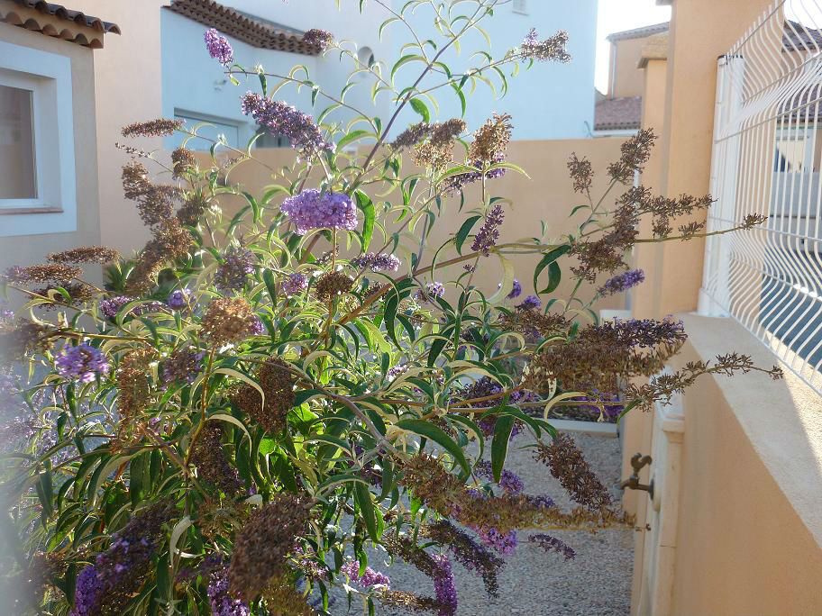 L`entrée dans le jardin